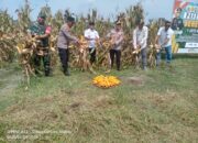Kepala Dinas Pertanian Simalungun Ikut Hadir Dalam Acara Panen Jagung Serentak Gunung Malela