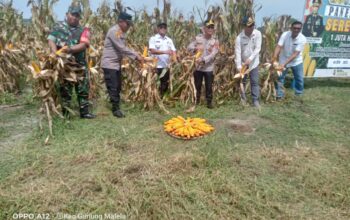 Kepala Dinas Pertanian Simalungun Ikut Hadir Dalam Acara Panen Jagung Serentak Gunung Malela
