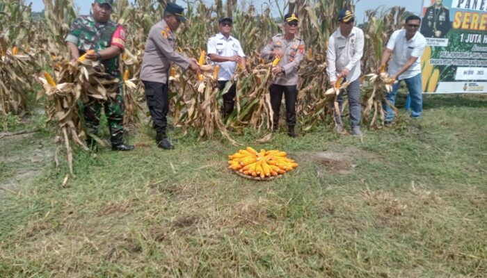 Kepala Dinas Pertanian Simalungun Ikut Hadir Dalam Acara Panen Jagung Serentak Gunung Malela